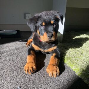 Male Rottweiler - Bear