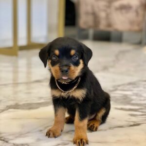 Male Rottweiler - Marshall