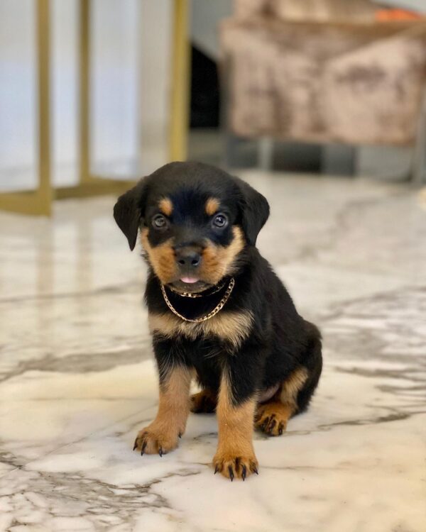 Male Rottweiler - Marshall