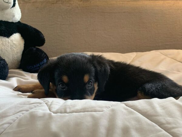 Male Rottweiler - Marshall - Image 2