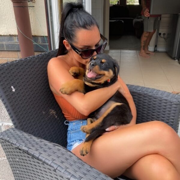 Male Rottweiler - Bold Ozi - Image 3