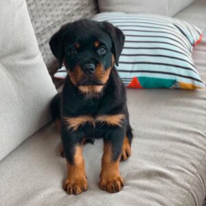 Male Rottweiler - Roco