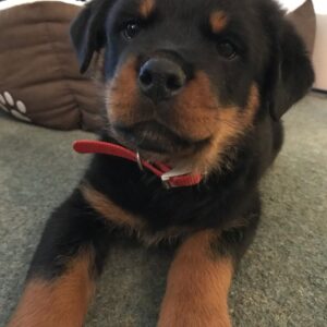 Male Rottweiler - Ronnie