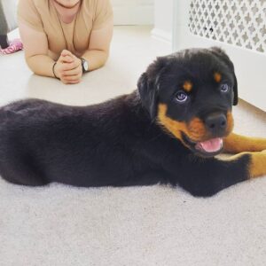 Female Rottweiler - Sara