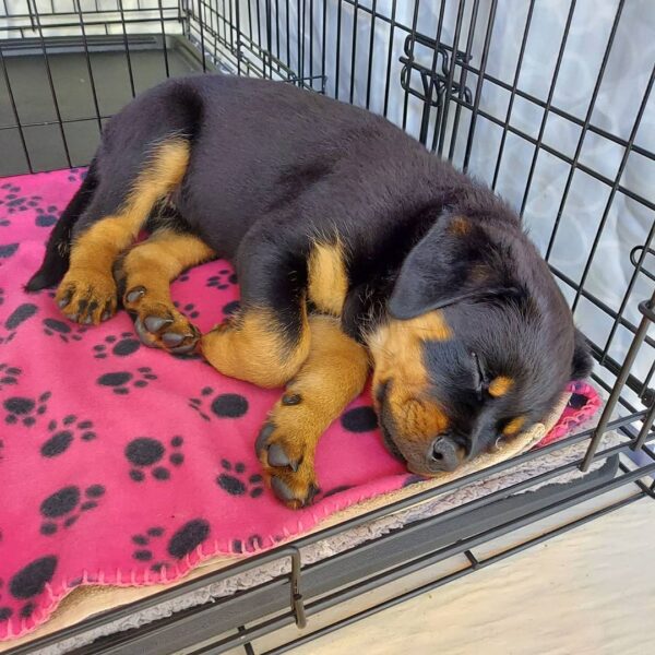 Female Rottweiler - Sara - Image 2