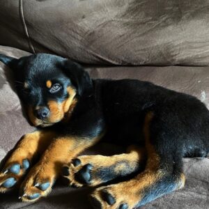 Female Rottweiler - Savanna